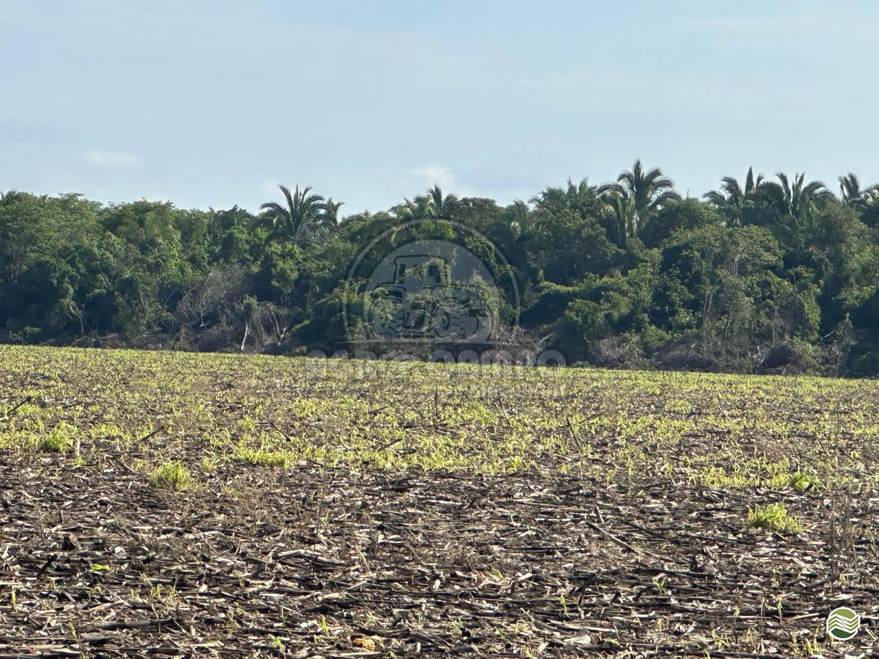 IMOVEIS IMÓVEIS FAZENDAS Agro Campo Máquinas Agrícolas PRIMAVERA DO LESTE MATO GROSSO MT